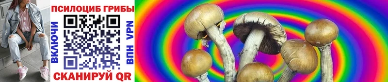 Галлюциногенные грибы Psilocybe  где можно купить наркотик  Белебей 
